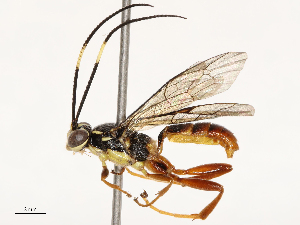  ( - CBG-B17184-E07)  @11 [ ] CreativeCommons - Attribution Share - Alike (2025) CBG Photography Group Centre for Biodiversity Genomics