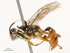  ( - CBG-B17189-C02)  @11 [ ] CreativeCommons - Attribution Share - Alike (2025) CBG Photography Group Centre for Biodiversity Genomics