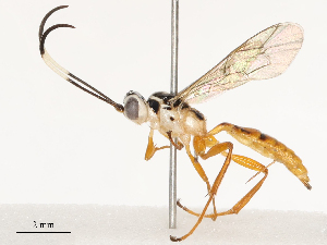  ( - CBG-B17191-C01)  @11 [ ] CreativeCommons - Attribution Share - Alike (2025) CBG Photography Group Centre for Biodiversity Genomics