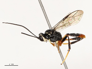  ( - CBG-B17193-H01)  @11 [ ] CreativeCommons - Attribution Share - Alike (2025) CBG Photography Group Centre for Biodiversity Genomics