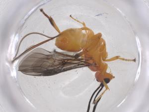  ( - CBG-B17335-G03)  @11 [ ] CreativeCommons - Attribution Share - Alike (2025) Centre for Biodiversity Genomics Centre for Biodiversity Genomics