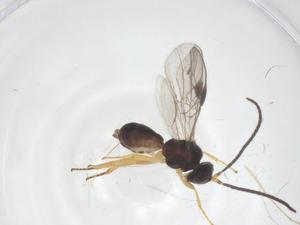  ( - CBG-B17458-A07)  @11 [ ] CreativeCommons - Attribution Share - Alike (2025) Centre for Biodiversity Genomics Centre for Biodiversity Genomics