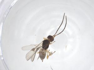  (Mirax malaise7353 - CBG-B17460-D12)  @11 [ ] CreativeCommons - Attribution Share - Alike (2025) Centre for Biodiversity Genomics Centre for Biodiversity Genomics