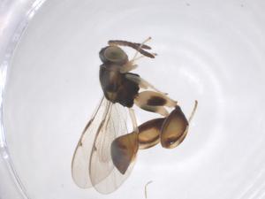  (chalMalaise01 Malaise3968 - CBG-B18683-C12)  @11 [ ] CreativeCommons - Attribution Share - Alike (2025) Centre for Biodiversity Genomics Centre for Biodiversity Genomics