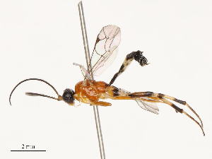  ( - CBG-B18742-B12)  @11 [ ] CreativeCommons - Attribution Share - Alike (2025) CBG Photography Group Centre for Biodiversity Genomics