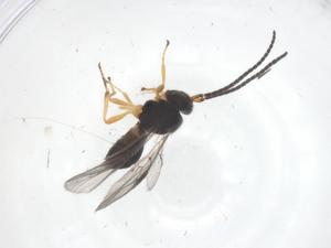  (opiMalaise01 Malaise0926 - CBG-B10926-B01)  @11 [ ] CreativeCommons - Attribution Share - Alike (2025) Centre for Biodiversity Genomics Centre for Biodiversity Genomics