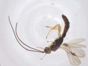  (Heterospilus Malaise0929 - CBG-B10929-A04)  @11 [ ] CreativeCommons - Attribution Share - Alike (2025) Centre for Biodiversity Genomics Centre for Biodiversity Genomics