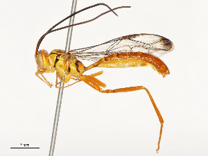  ( - CBG-B11794-C01)  @11 [ ] CreativeCommons - Attribution Share - Alike (2025) CBG Photography Group Centre for Biodiversity Genomics