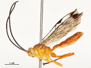  ( - CBG-B11794-C04)  @11 [ ] CreativeCommons - Attribution Share - Alike (2025) CBG Photography Group Centre for Biodiversity Genomics