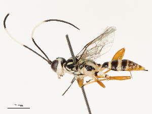  ( - CBG-B11794-C12)  @11 [ ] CreativeCommons - Attribution Share - Alike (2025) CBG Photography Group Centre for Biodiversity Genomics