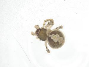  ( - CBG-B12208-F01)  @11 [ ] CreativeCommons - Attribution Share - Alike (2025) Centre for Biodiversity Genomics Centre for Biodiversity Genomics