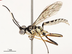  ( - CBG-B12225-G11)  @11 [ ] CreativeCommons - Attribution Share - Alike (2025) CBG Photography Group Centre for Biodiversity Genomics