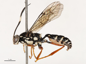  ( - CBG-B12236-A03)  @11 [ ] CreativeCommons - Attribution Share - Alike (2025) CBG Photography Group Centre for Biodiversity Genomics