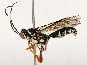  ( - CBG-B12236-A09)  @11 [ ] CreativeCommons - Attribution Share - Alike (2025) CBG Photography Group Centre for Biodiversity Genomics