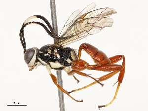  ( - CBG-B12236-D06)  @11 [ ] CreativeCommons - Attribution Share - Alike (2025) CBG Photography Group Centre for Biodiversity Genomics