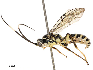  ( - CBG-B12236-E07)  @11 [ ] CreativeCommons - Attribution Share - Alike (2025) CBG Photography Group Centre for Biodiversity Genomics