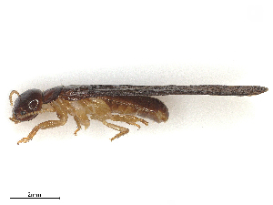  ( - CBG-B12238-H04)  @11 [ ] CreativeCommons - Attribution Share - Alike (2025) CBG Photography Group Centre for Biodiversity Genomics