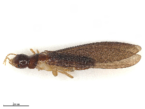  ( - CBG-B12238-H07)  @11 [ ] CreativeCommons - Attribution Share - Alike (2025) CBG Photography Group Centre for Biodiversity Genomics