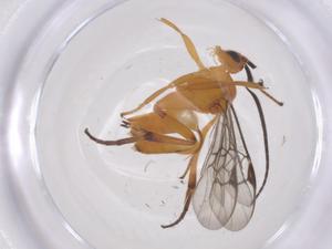  (Diolcogaster Choi70 - CBG-B12297-C07)  @11 [ ] CreativeCommons - Attribution Share - Alike (2025) Centre for Biodiversity Genomics Centre for Biodiversity Genomics