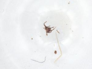  ( - CBG-B12349-B05)  @11 [ ] CreativeCommons - Attribution Share - Alike (2025) Centre for Biodiversity Genomics Centre for Biodiversity Genomics