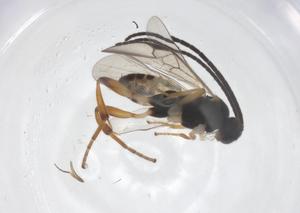  ( - CBG-B12494-G08)  @11 [ ] CreativeCommons - Attribution Share - Alike (2025) Centre for Biodiversity Genomics Centre for Biodiversity Genomics