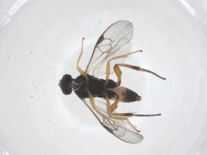 (Cotesia Whitfield29DHJ01 - CBG-B12561-F05)  @11 [ ] CreativeCommons - Attribution Share - Alike (2025) Centre for Biodiversity Genomics Centre for Biodiversity Genomics