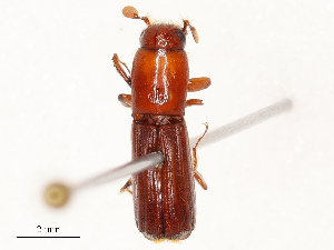  ( - CBG-B12984-F06)  @11 [ ] CreativeCommons - Attribution Share - Alike (2025) CBG Photography Group Centre for Biodiversity Genomics