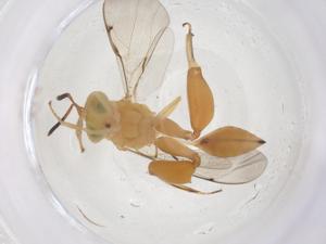  (chalJanzen01 Janzen6185 - CBG-B13456-A07)  @11 [ ] CreativeCommons - Attribution Share - Alike (2025) Centre for Biodiversity Genomics Centre for Biodiversity Genomics