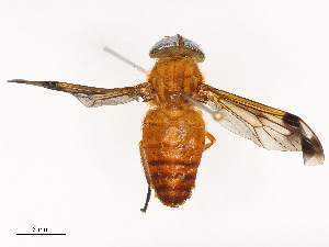  ( - CBG-B13472-C02)  @11 [ ] CreativeCommons - Attribution Share - Alike (2025) CBG Photography Group Centre for Biodiversity Genomics