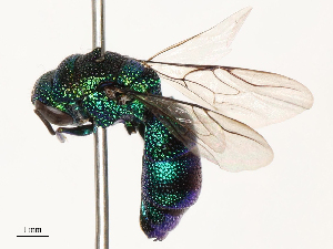  (Ipsiura - CBG-B13472-H06)  @11 [ ] CreativeCommons - Attribution Share - Alike (2025) CBG Photography Group Centre for Biodiversity Genomics