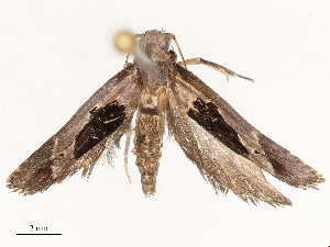  (Dichomeris designatella - CBG-B13473-G05)  @11 [ ] CreativeCommons - Attribution Share - Alike (2025) CBG Photography Group Centre for Biodiversity Genomics