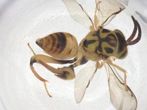  (chalMalaise01 Malaise1529 - CBG-B13517-B01)  @11 [ ] CreativeCommons - Attribution Share - Alike (2025) Centre for Biodiversity Genomics Centre for Biodiversity Genomics