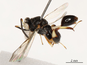  ( - CBG-B13562-A12)  @11 [ ] CreativeCommons - Attribution Share - Alike (2025) CBG Photography Group Centre for Biodiversity Genomics