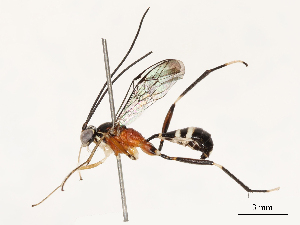  (ichJanzen01 Malaise1909 - CBG-B13563-B10)  @11 [ ] CreativeCommons - Attribution Share - Alike (2025) CBG Photography Group Centre for Biodiversity Genomics