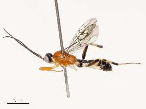  ( - CBG-B13563-C05)  @11 [ ] CreativeCommons - Attribution Share - Alike (2025) CBG Photography Group Centre for Biodiversity Genomics