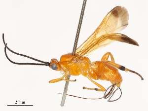  ( - CBG-B13563-D02)  @11 [ ] CreativeCommons - Attribution Share - Alike (2025) CBG Photography Group Centre for Biodiversity Genomics