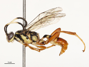  ( - CBG-B13572-A07)  @11 [ ] CreativeCommons - Attribution Share - Alike (2025) CBG Photography Group Centre for Biodiversity Genomics