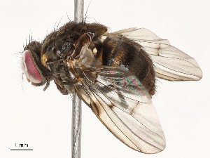  ( - CBG-B13788-B06)  @11 [ ] CreativeCommons - Attribution Share - Alike (2025) CBG Photography Group Centre for Biodiversity Genomics