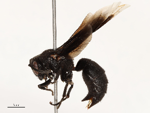  ( - CBG-B13788-C09)  @11 [ ] CreativeCommons - Attribution Share - Alike (2025) CBG Photography Group Centre for Biodiversity Genomics