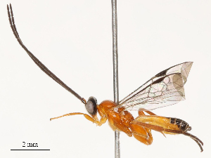  ( - CBG-B13789-E02)  @11 [ ] CreativeCommons - Attribution Share - Alike (2025) CBG Photography Group Centre for Biodiversity Genomics
