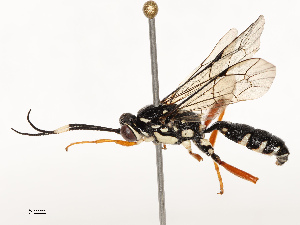  ( - CBG-B13795-C03)  @11 [ ] CreativeCommons - Attribution Share - Alike (2025) CBG Photography Group Centre for Biodiversity Genomics