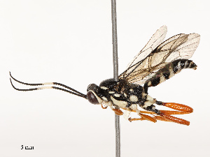  ( - CBG-B13795-C05)  @11 [ ] CreativeCommons - Attribution Share - Alike (2025) CBG Photography Group Centre for Biodiversity Genomics