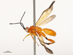  ( - CBG-B13801-C07)  @11 [ ] CreativeCommons - Attribution Share - Alike (2025) CBG Photography Group Centre for Biodiversity Genomics