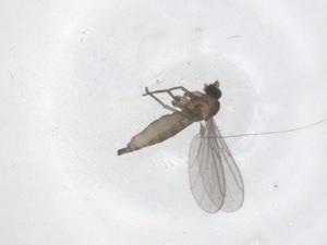  ( - CBG-B13823-G06)  @11 [ ] CreativeCommons - Attribution Share - Alike (2025) Centre for Biodiversity Genomics Centre for Biodiversity Genomics