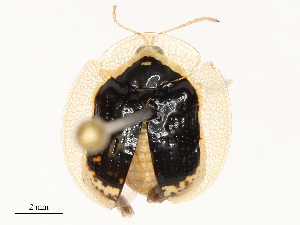  ( - CBG-B14221-D12)  @11 [ ] CreativeCommons - Attribution Share - Alike (2025) CBG Photography Group Centre for Biodiversity Genomics