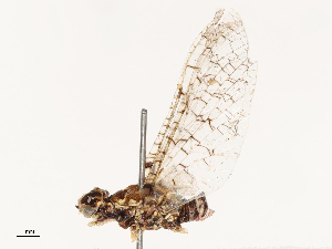  ( - CBG-B14225-C04)  @11 [ ] CreativeCommons - Attribution Share - Alike (2025) CBG Photography Group Centre for Biodiversity Genomics