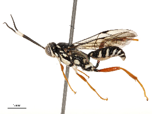  ( - CBG-B14226-C03)  @11 [ ] CreativeCommons - Attribution Share - Alike (2025) CBG Photography Group Centre for Biodiversity Genomics