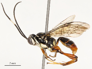  ( - CBG-B14226-E03)  @11 [ ] CreativeCommons - Attribution Share - Alike (2025) CBG Photography Group Centre for Biodiversity Genomics