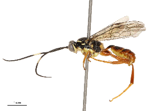  ( - CBG-B14226-E04)  @11 [ ] CreativeCommons - Attribution Share - Alike (2025) CBG Photography Group Centre for Biodiversity Genomics