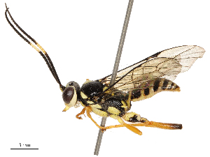  ( - CBG-B18752-E04)  @11 [ ] CreativeCommons - Attribution Share - Alike (2025) CBG Photography Group Centre for Biodiversity Genomics